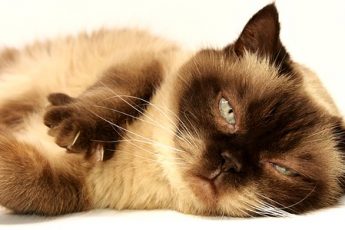 Facts about animals