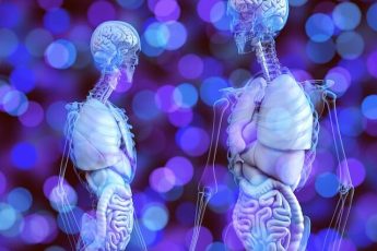 human body