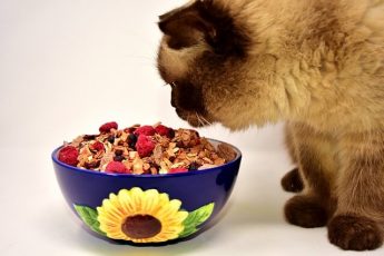Cat food