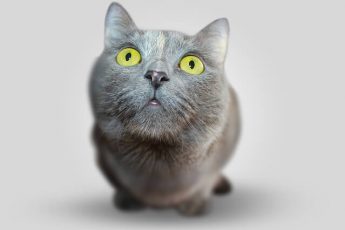 facts about cats