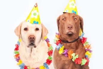 facts about dogs