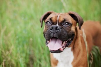 boxer dog