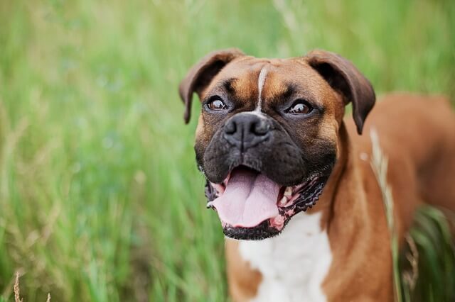 boxer dog