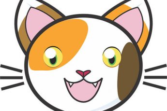 calico cat