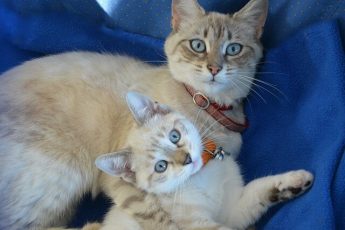 cats and kittens