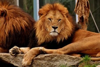 wild cats lion