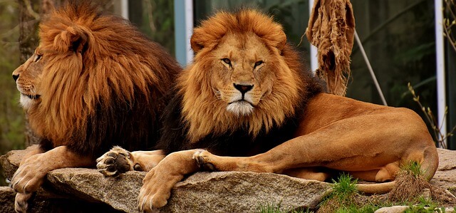 wild cats lion