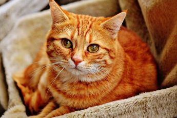 tabby cat