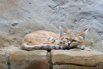 dune Sand cat