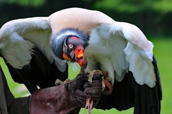 Сondor bird