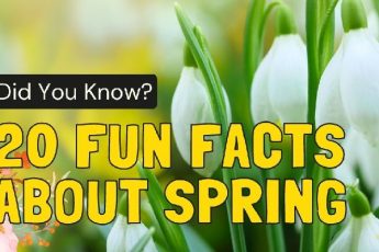 20 Fun Facts About Spring